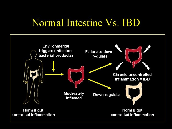 Normal Intestine Vs. IBD Environmental triggers (infection, bacterial products) Failure to downregulate Chronic uncontrolled