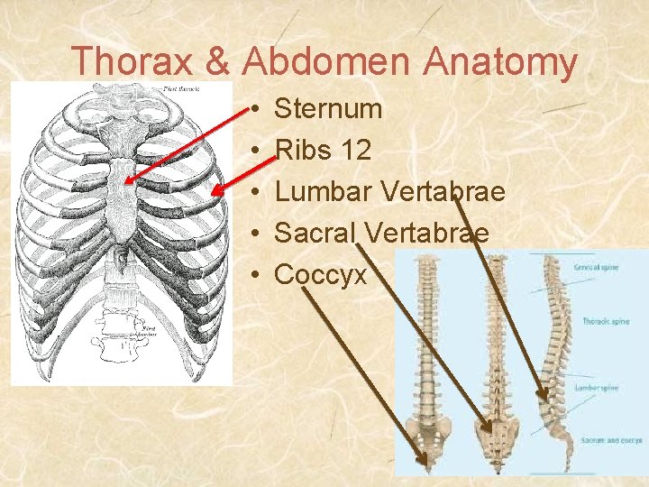 Thorax & Abdomen Anatomy • • • Sternum Ribs 12 Lumbar Vertabrae Sacral Vertabrae