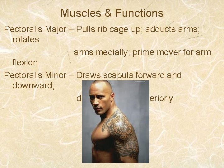 Muscles & Functions Pectoralis Major – Pulls rib cage up; adducts arms; rotates arms