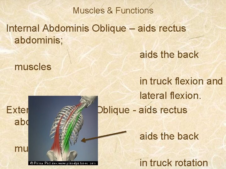 Muscles & Functions Internal Abdominis Oblique – aids rectus abdominis; aids the back muscles