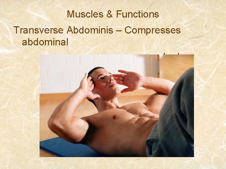 Muscles & Functions Transverse Abdominis – Compresses abdominal contents 