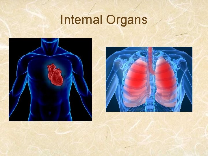 Internal Organs 