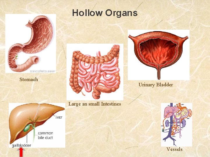 Hollow Organs Stomach Urinary Bladder Large an small Intestines Vessels 