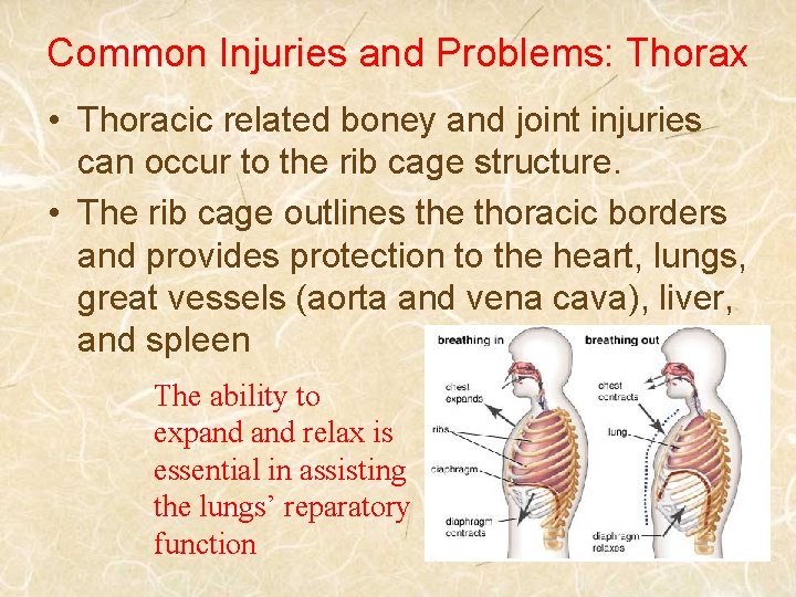 Common Injuries and Problems: Thorax • Thoracic related boney and joint injuries can occur