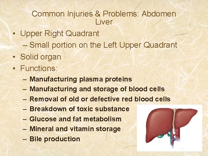 Common Injuries & Problems: Abdomen Liver • Upper Right Quadrant – Small portion on