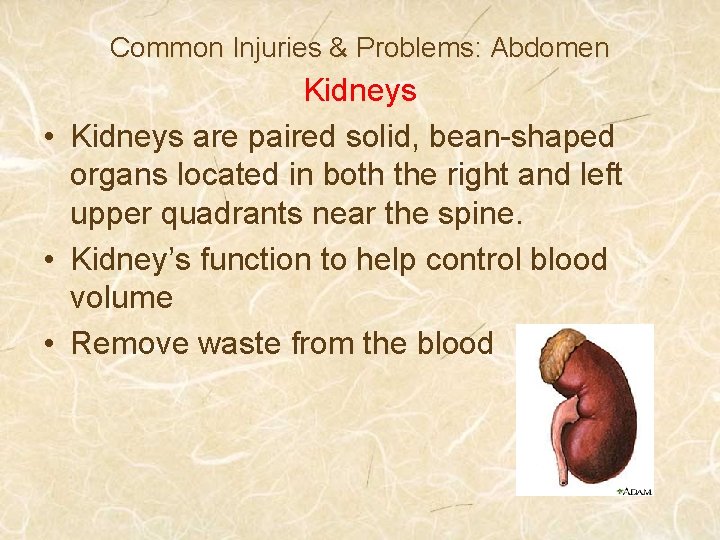 Common Injuries & Problems: Abdomen Kidneys • Kidneys are paired solid, bean-shaped organs located