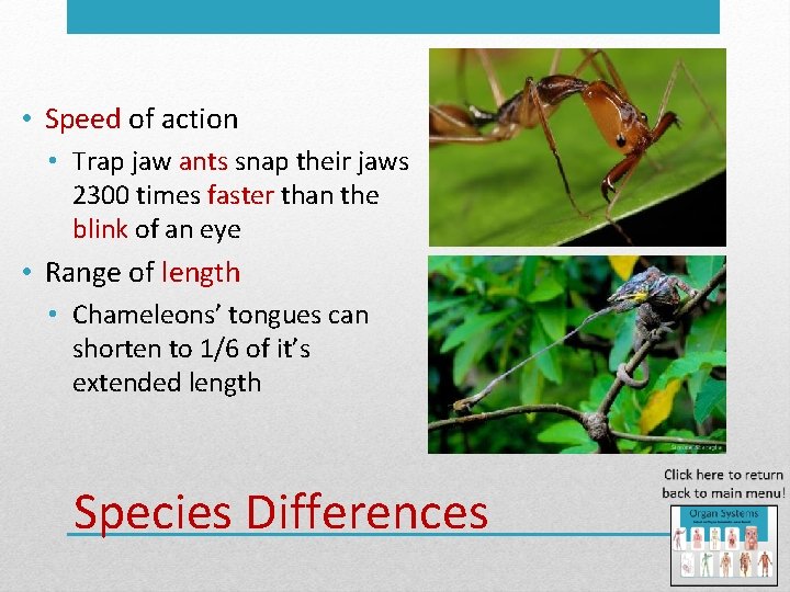  • Speed of action • Trap jaw ants snap their jaws 2300 times