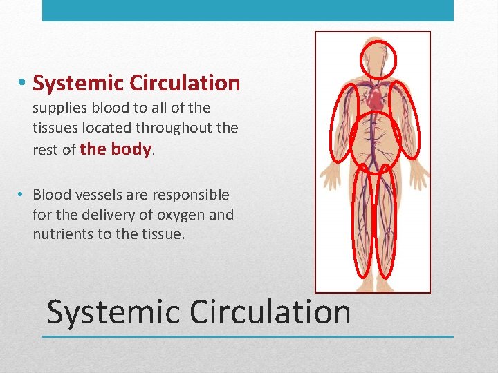  • Systemic Circulation supplies blood to all of the tissues located throughout the