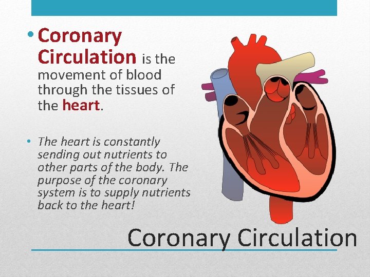  • Coronary Circulation is the movement of blood through the tissues of the