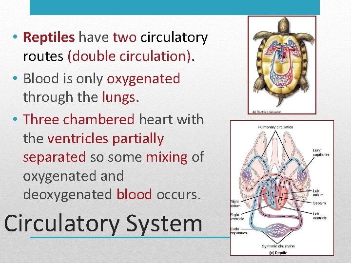  • Reptiles have two circulatory routes (double circulation). • Blood is only oxygenated