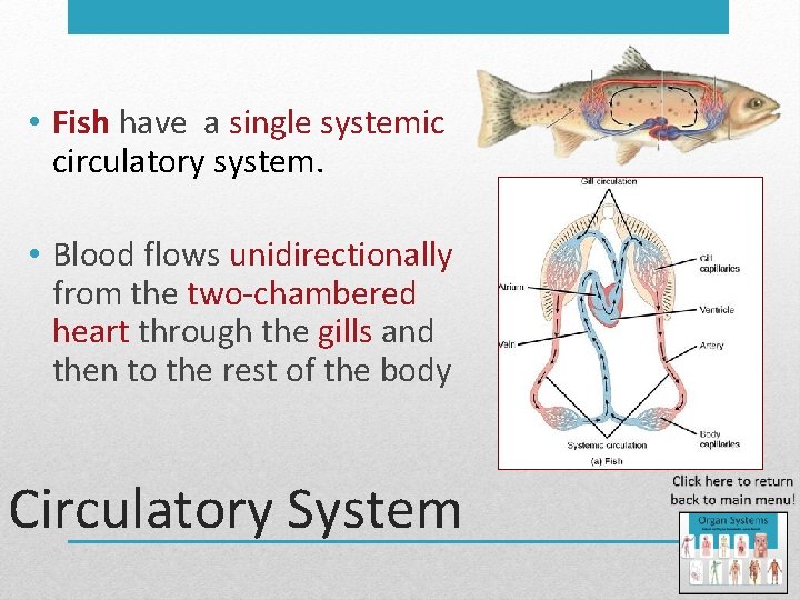  • Fish have a single systemic circulatory system. • Blood flows unidirectionally from