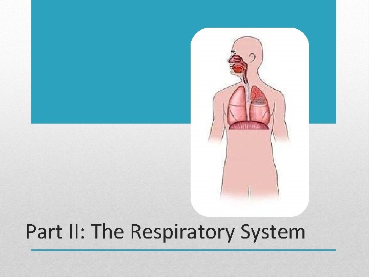 Part II: The Respiratory System 