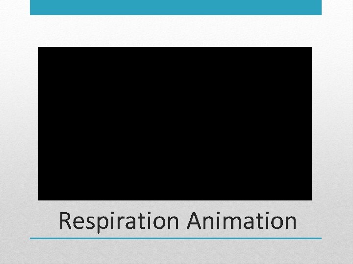 Respiration Animation 