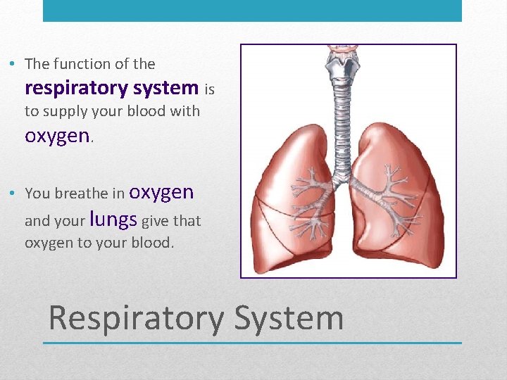  • The function of the respiratory system is to supply your blood with