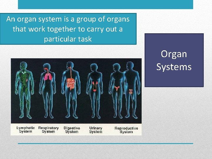 An organ system is a group of organs that work together to carry out