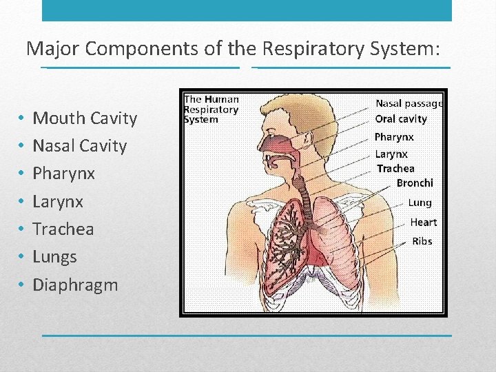 Major Components of the Respiratory System: • • Mouth Cavity Nasal Cavity Pharynx Larynx