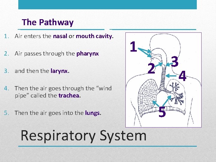 The Pathway 1. Air enters the nasal or mouth cavity. 2. Air passes through