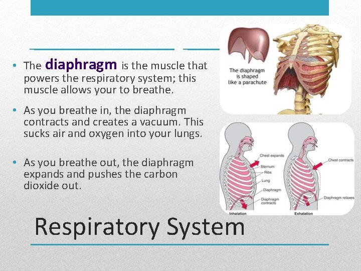  • The diaphragm is the muscle that powers the respiratory system; this muscle