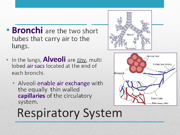  • Bronchi are the two short tubes that carry air to the lungs.