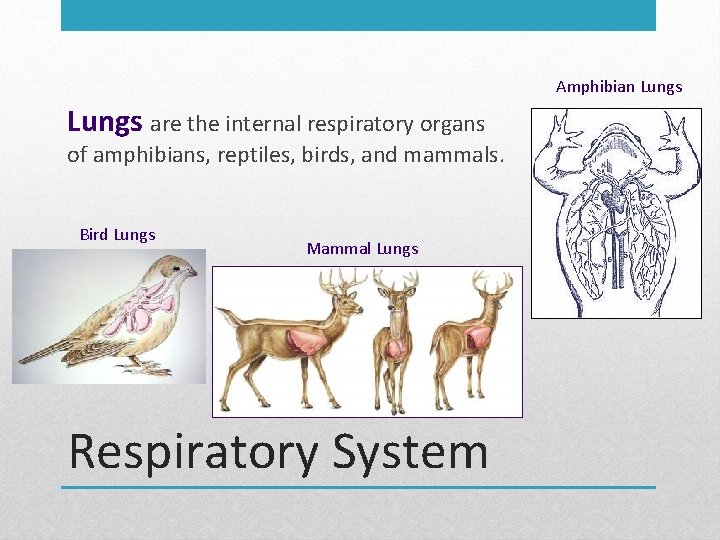 Amphibian Lungs are the internal respiratory organs of amphibians, reptiles, birds, and mammals. Bird