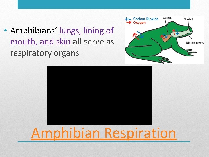 • Amphibians’ lungs, lining of mouth, and skin all serve as respiratory organs