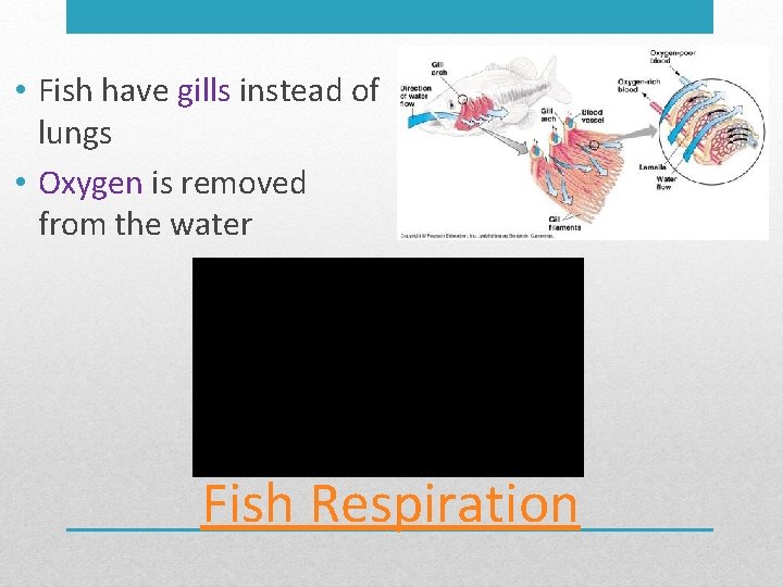  • Fish have gills instead of lungs • Oxygen is removed from the