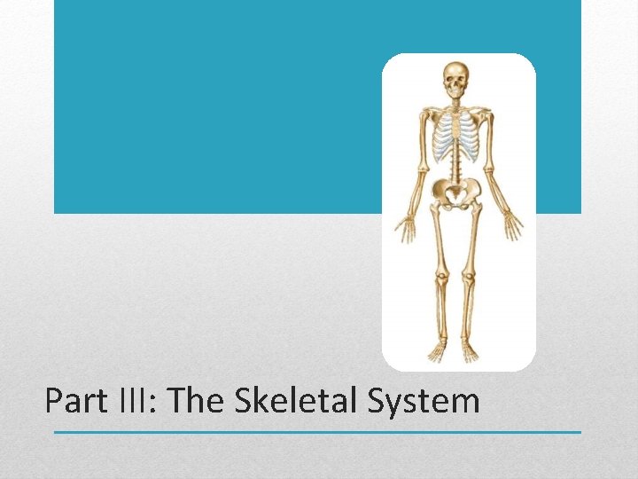 Part III: The Skeletal System 