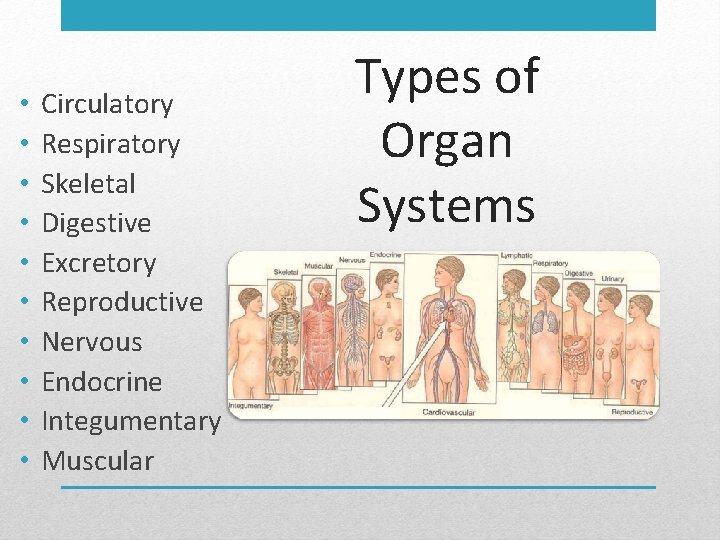  • • • Circulatory Respiratory Skeletal Digestive Excretory Reproductive Nervous Endocrine Integumentary Muscular