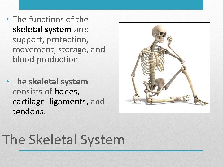  • The functions of the skeletal system are: support, protection, movement, storage, and