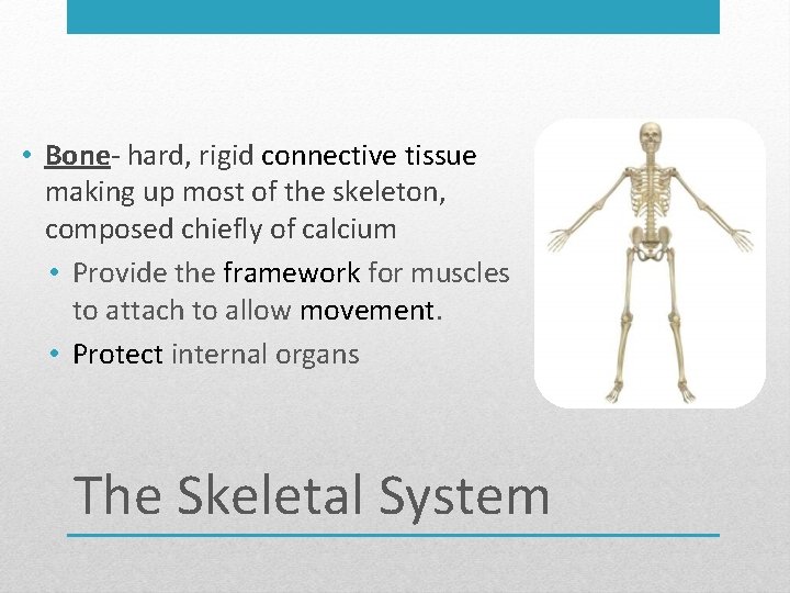 • Bone- hard, rigid connective tissue making up most of the skeleton, composed