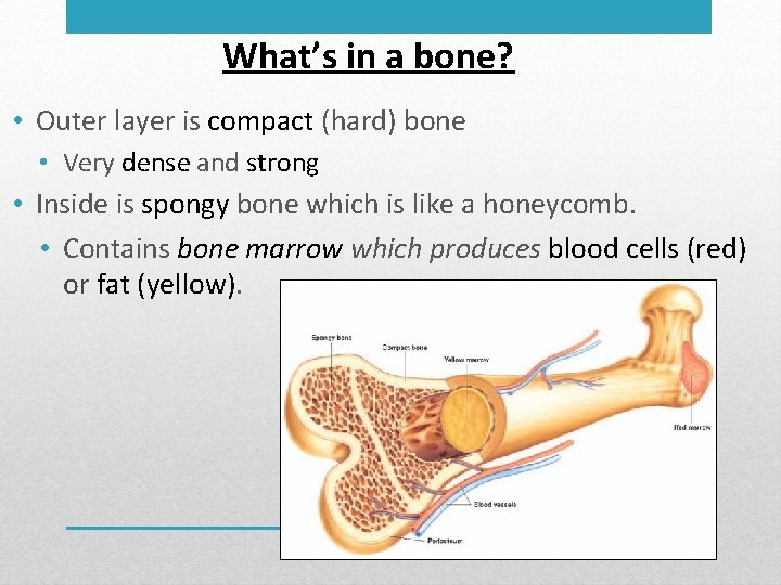 What’s in a bone? • Outer layer is compact (hard) bone • Very dense