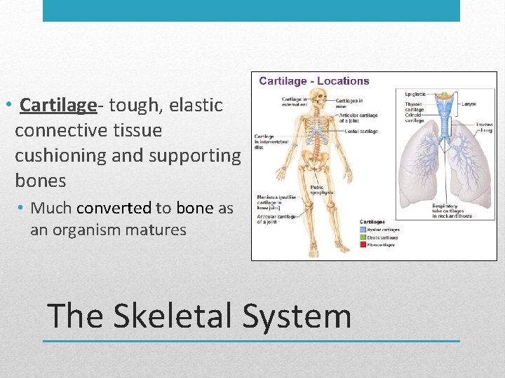  • Cartilage- tough, elastic connective tissue cushioning and supporting bones • Much converted