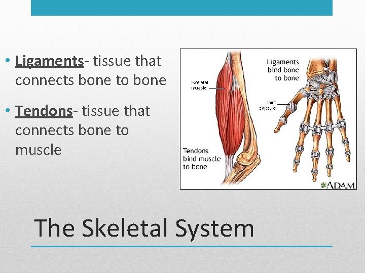  • Ligaments- tissue that connects bone to bone • Tendons- tissue that connects