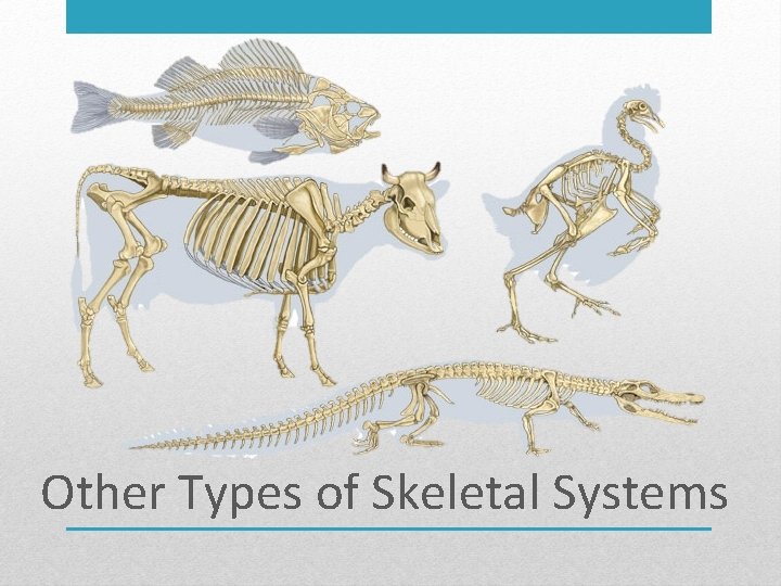 Other Types of Skeletal Systems 