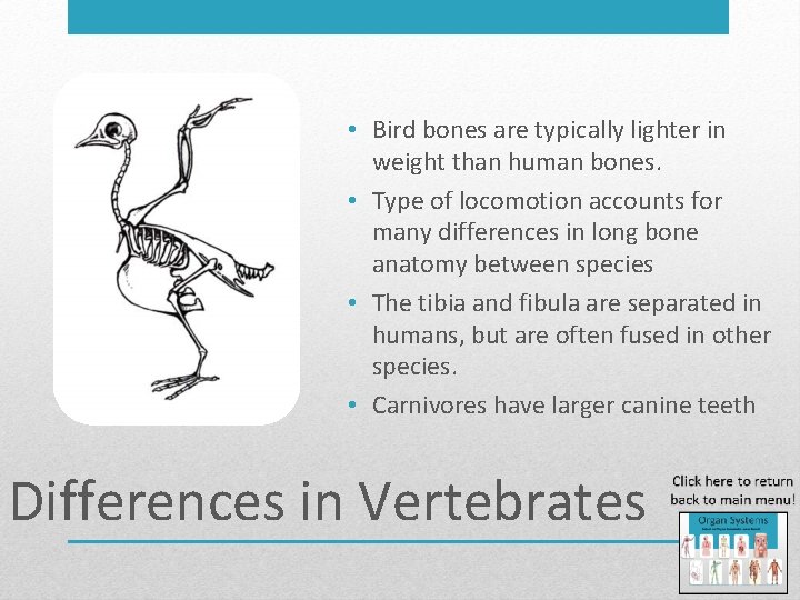  • Bird bones are typically lighter in weight than human bones. • Type