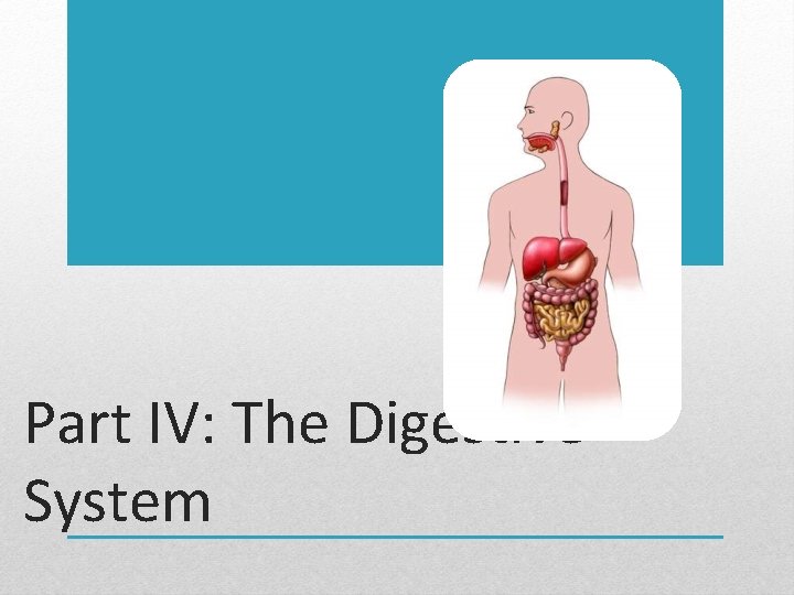 Part IV: The Digestive System 