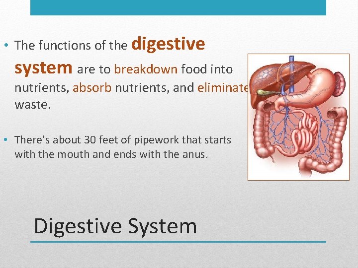  • The functions of the digestive system are to breakdown food into nutrients,