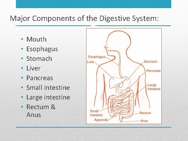 Major Components of the Digestive System: • • Mouth Esophagus Stomach Liver Pancreas Small