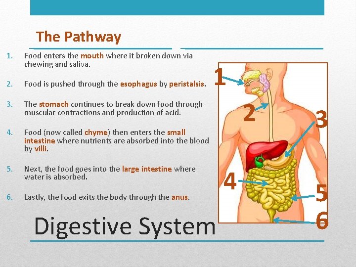 The Pathway 1. Food enters the mouth where it broken down via chewing and