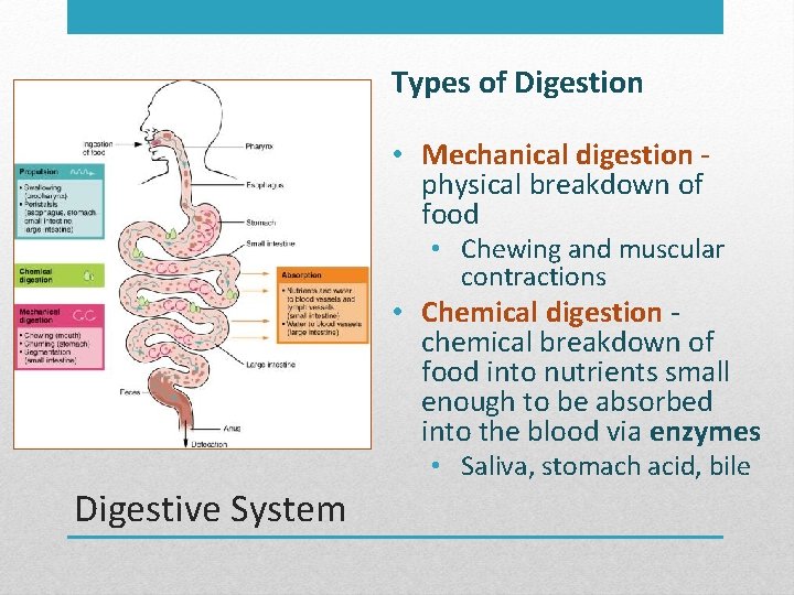 Types of Digestion • Mechanical digestion - physical breakdown of food • Chewing and