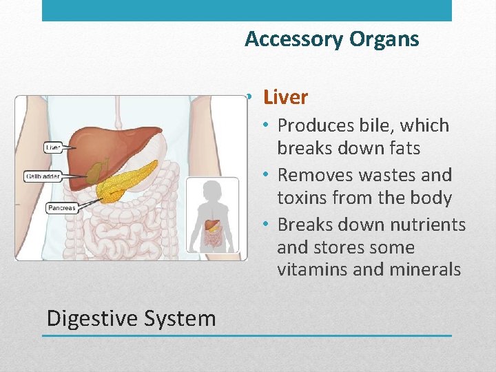 Accessory Organs • Liver • Produces bile, which breaks down fats • Removes wastes