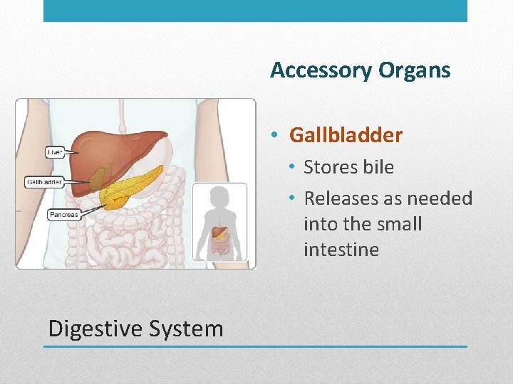 Accessory Organs • Gallbladder • Stores bile • Releases as needed into the small