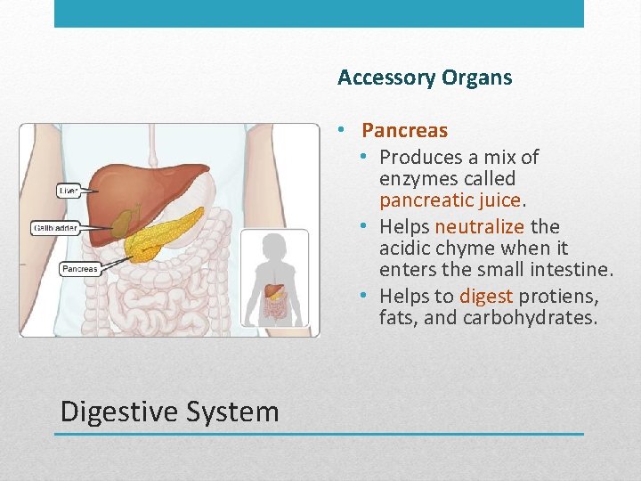 Accessory Organs • Pancreas • Produces a mix of enzymes called pancreatic juice. •