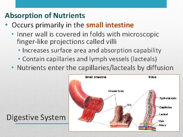 Absorption of Nutrients • Occurs primarily in the small intestine • Inner wall is