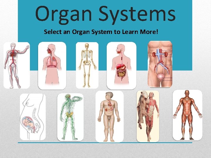 Organ Systems Select an Organ System to Learn More! 