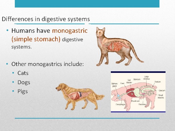 Differences in digestive systems • Humans have monogastric (simple stomach) digestive systems. • Other