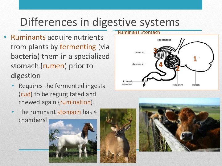 Differences in digestive systems • Ruminants acquire nutrients from plants by fermenting (via bacteria)