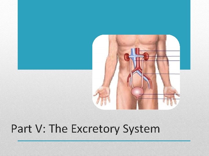 Part V: The Excretory System 