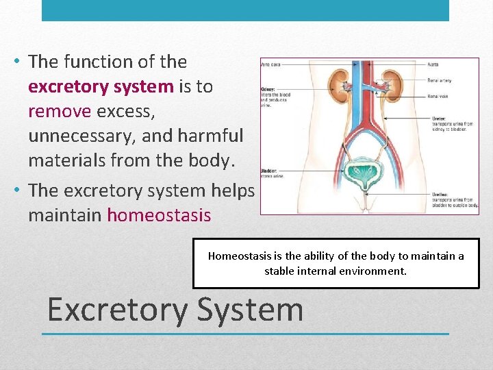  • The function of the excretory system is to remove excess, unnecessary, and