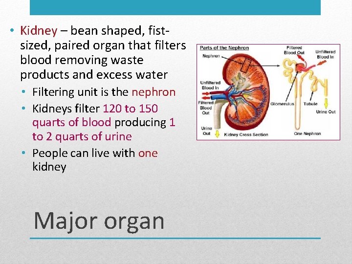  • Kidney – bean shaped, fistsized, paired organ that filters blood removing waste
